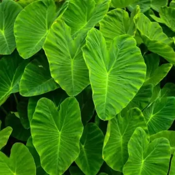 वेट लॉस ही नहीं आपके ब्लड प्रेशर को भी रखते हैं कंट्रोल अरबी के पत्ते