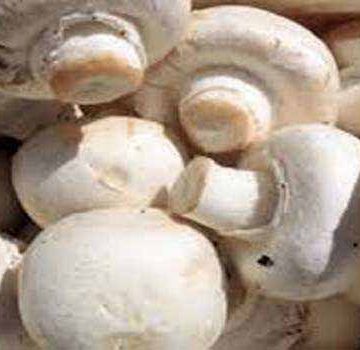 लाओस में जहरीला मशरूम खाने से छह लोगों की मौत