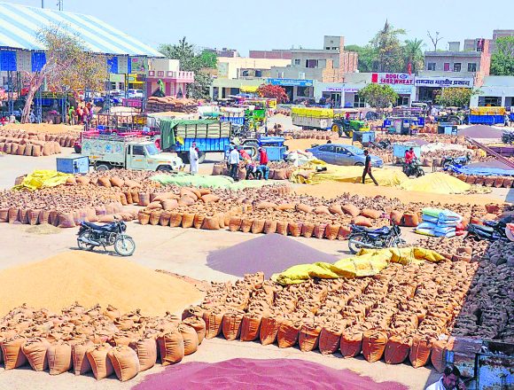 dhanmandi दोनों जिलों के 11 हजार 900 किसानों ने 3.25 लाख क्विंटल सरसों बेची, 1.56 अरब का भुगतान