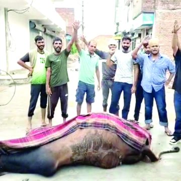 करंट की चपेट में आने से नंदी की मौत, आक्रोशित हुए जीव प्रेमी