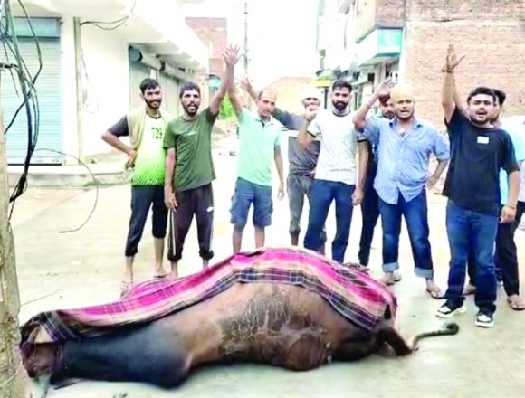 करंट की चपेट में आने से नंदी की मौत, आक्रोशित हुए जीव प्रेमी
