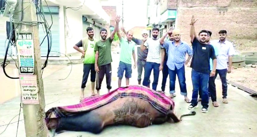 h17 करंट की चपेट में आने से नंदी की मौत, आक्रोशित हुए जीव प्रेमी